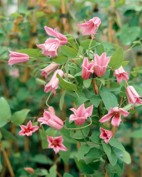 Clematis texensis 'Duchess of Albany', rosa, 60–100 cm
