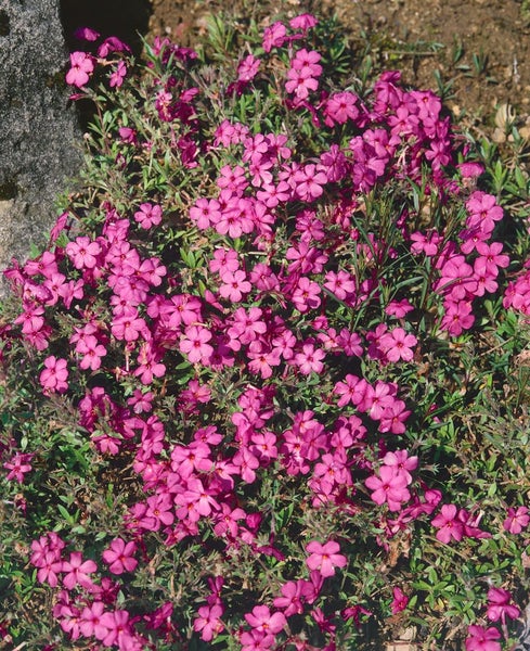 Phlox stolonifera 'Home Fires', Teppich-Phlox, rosa, ca. 9x9 cm Topf