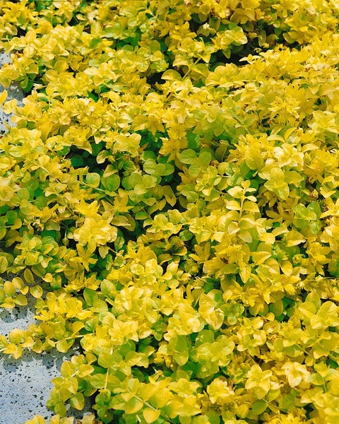 Gold-Kriechendes Schönpolster Pflanze im Gartenbeet