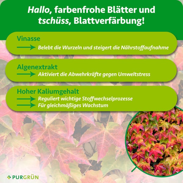 Purgrün Wilder Wein Dünger, 1 Liter Konzentrat für circa 100 Liter Gießwasser, inklusive Dosierkappe für gesundes Wachstum und kräftige Blätter.