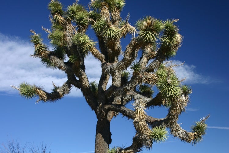 SAFLAX Garden to go - Joshua Tree - Yucca brevifolia - 10 Samen - Mit Topf, Klima - Deckel und Anzuchtsubstrat