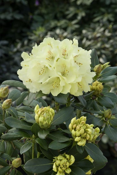 Rhododendron Hybr. 'Goldkrone', gelb, 30–40 cm