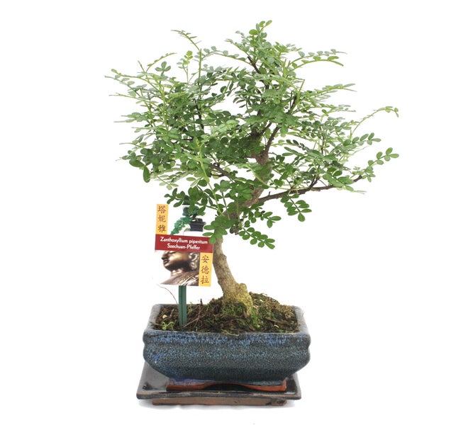 Bonsai Szechuan-Pfeffer Zanthoxylum piperitum in einer dunkelblauen Keramikschale