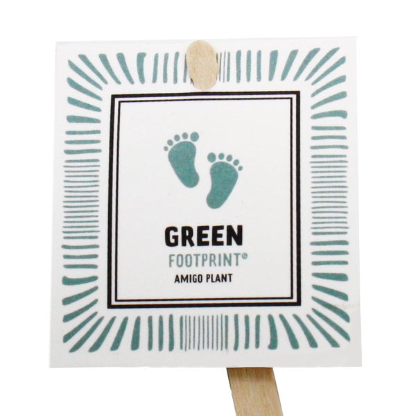 Cotyledon tomentosa Green Footprint Grüne Fußspuren Bärentatzen-Pflanze Sukkulente im 12cm Topf