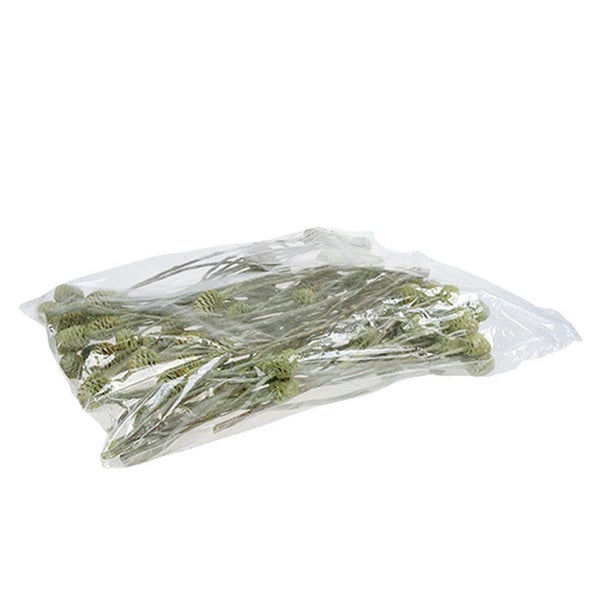 Verpackung mit getrockneten Farnwedeln für floristische Zwecke