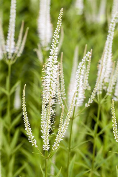 Veronicastrum virginicum 'Album', Ehrenpreis, weiß, ca. 11x11 cm Topf