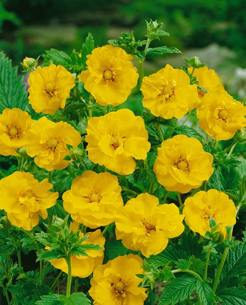Geum chiloense 'Goldball', Nelkenwurz, leuchtend gelb, ca. 9x9 cm Topf