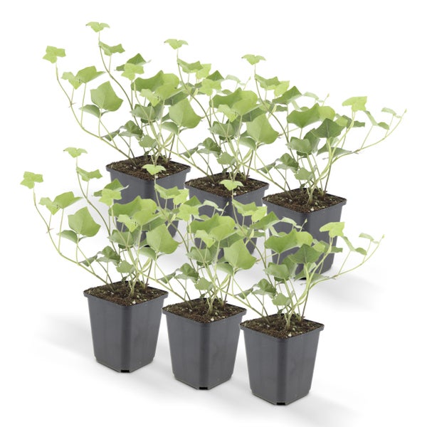 Bodendecker - Irischer Efeu - Hedera hibernica - 9cm Topf - Set mit 6 Pflanzen