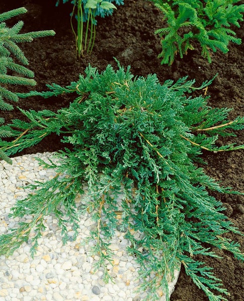 Juniperus horizontalis 'Wiltonii', Kriech-Wacholder, 20–25 cm