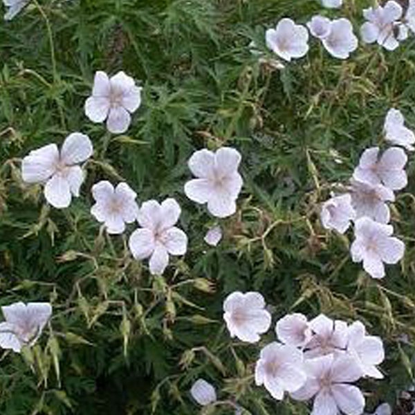 Nahaufnahme von blassrosa Storchenschnabelblüten