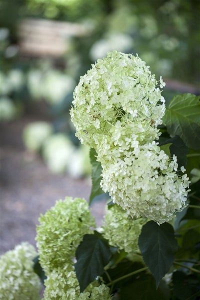 Hydrangea arborescens 'Annabelle', Schneeballhortensie, weiß, 40–60 cm