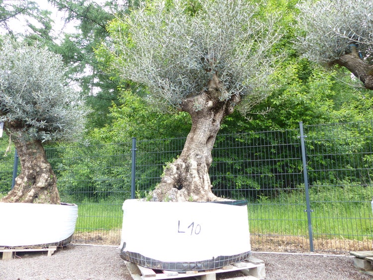 genau dieser Baum L10 Olivenbaum 240 cm, knorrige alte urige Olive winterhart