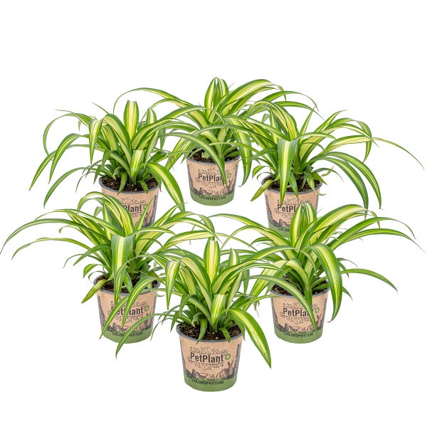 6x Chlorophytum 'Hawaiian' - Haustierfreundlich - Luftreinigend - ⌀12 - ↕25 cm