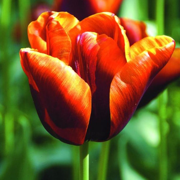 Nahaufnahme einer einzelnen Tulpenblüte