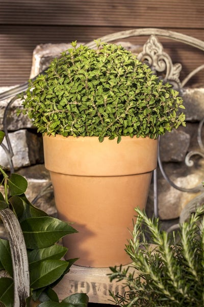Kräutertopf mit Oregano auf einem Tisch