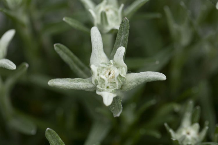 Leontopodium alpinum, Edelweiß, ca. 9x9 cm Topf