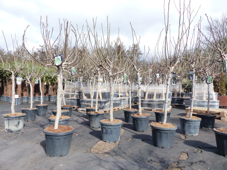 Feigenbaum 180 cm Stammumfang 13 - 16 cm, winterhart, kräftiger Stamm, Ficus Carica, Feige, Obst