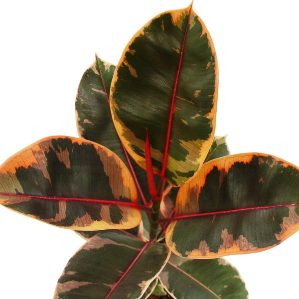 Rotbunter Gummibaum - Ficus elastica Belize - 17cm Topf