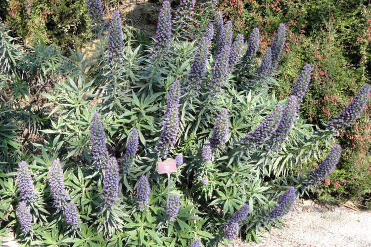 SAFLAX Garden to go - Blauer - Natternkopf - Echium fastuosa - 100 Samen - Mit Topf, Klima - Deckel und Anzuchtsubstrat