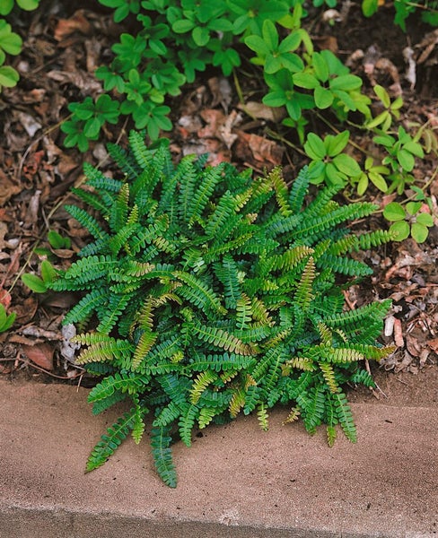 Blechnum penna-marina, Zwergfarn, ca. 9x9 cm Topf