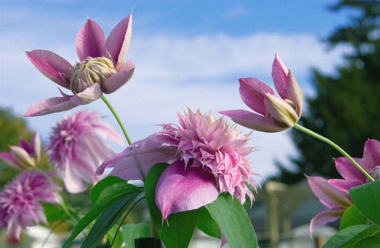Clematis Hybride 'Josephine', großblumig, rosa, 60–100 cm