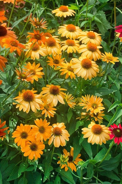 Nahaufnahme von gelb blühenden Sonnenhüten im Garten.