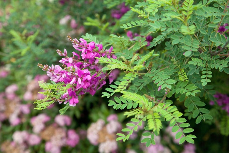 Indigostrauch mit Blüten und Blättern im Garten
