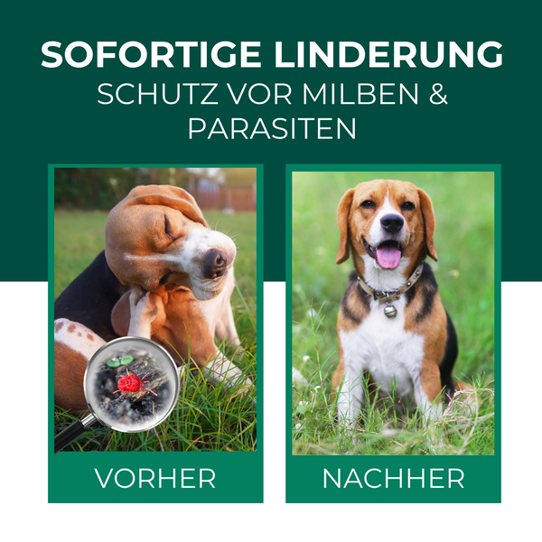 Silberkraft Grasmilben-Ex Spray für Hunde & Katzen 500 ml, effektiver Schutz gegen Gras-Milben, Parasiten & Ungeziefer, lindert Juckreiz, für Fell, Liegeplätze & Umgebung