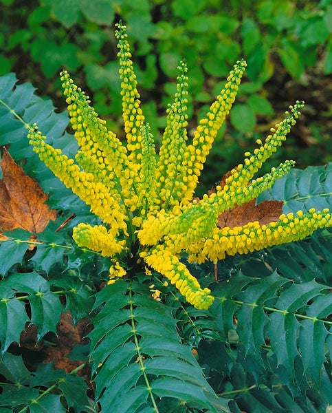 Mahonia media 'Winter Sun', Mahonie, gelbe Blüten, 40–60 cm
