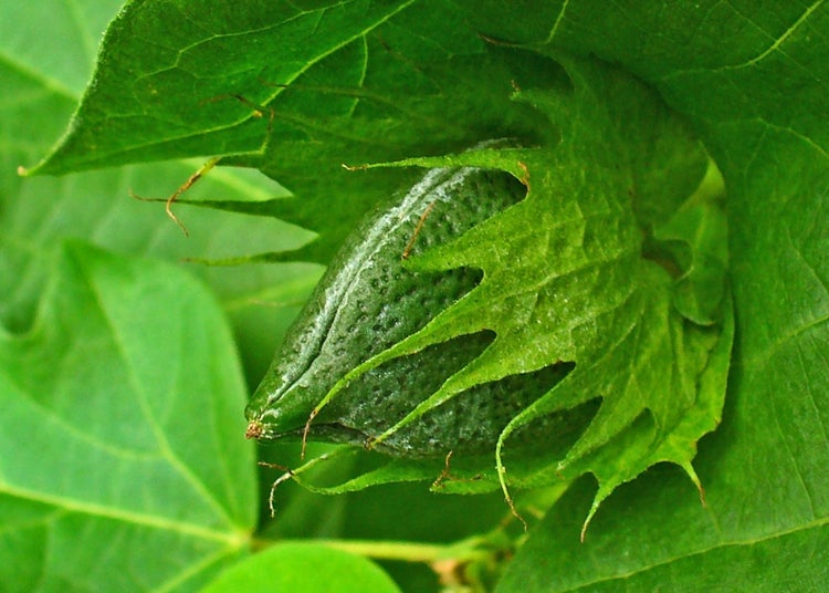 SAFLAX Garden in the bag - Topfbaumwolle - Gossypium herbaceum - 12 Samen - Mit Anzuchtsubstrat im praktischen, selbst aufstellenden Beutel