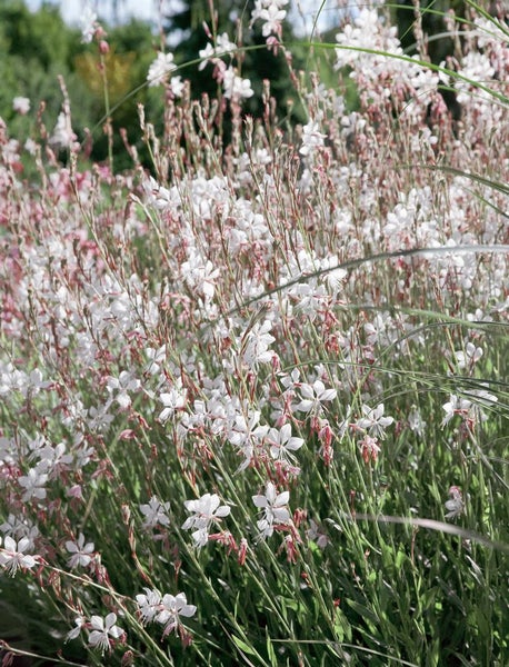 Gaura lindheimerii 'Summer Breeze', Prachtkerze, ca. 9x9 cm Topf