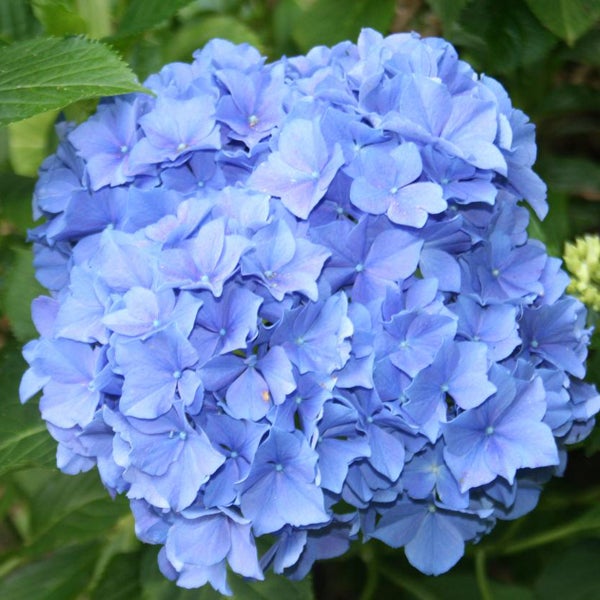 Nahaufnahme einer blauen Hortensienblüte
