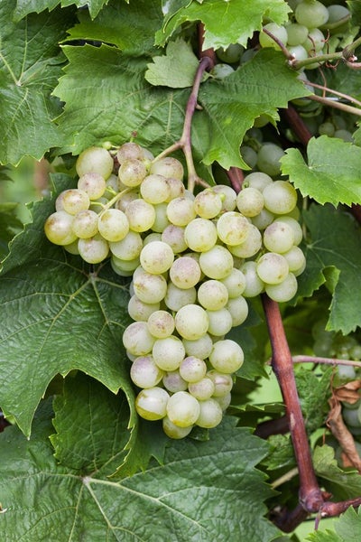Vitis vinifera, Weinrebe, weiß, 40–60 cm