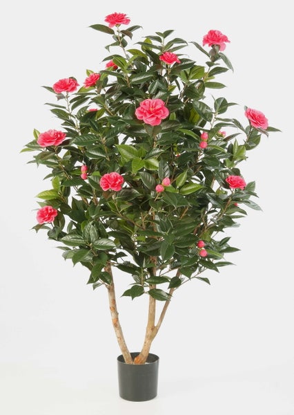 Kamelie mit rosa Blüten und dunkelgrünen Blättern in einem schwarzen Topf.