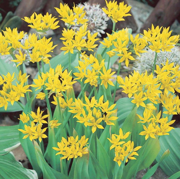 Blühende Goldlauchpflanze im Garten