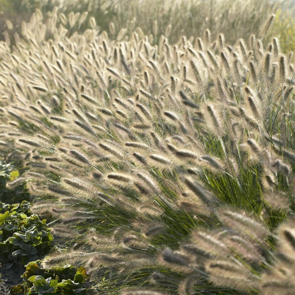 Lampenputzer-Gras - Pennisetum alopecuroides 'Hameln' - 9cm Topf - Set mit 20 Pflanzen