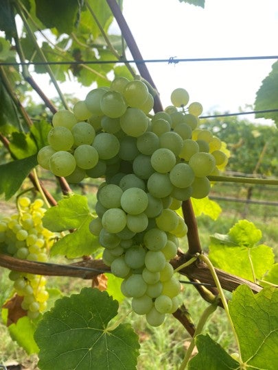 Eine Traube heller Weintrauben am Rebstock im Weinberg