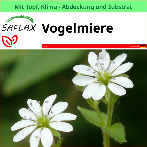 SAFLAX Garden to go - Vogelmiere - Stellaria media - 1000 Samen - Mit Topf, Klima - Deckel und Anzuchtsubstrat