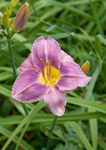 Hemerocallis x cult. 'Prairie Blue Eyes', Taglilie, lavendelblau, ca. 11x11 cm Topf