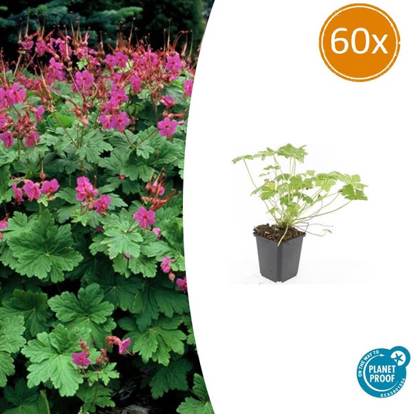 Balkan-Storchschnabel Geranium macrorrhizum, 60 Stück, blühende Bodendecker-Pflanze und Pflanze im Topf, Planet Proof zertifiziert.