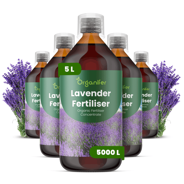 Organifer Lavendeldünger Konzentrat, fünf Flaschen zu je fünf Litern, organischer Flüssigdünger für Lavendel, ausreichend für fünftausend Liter.