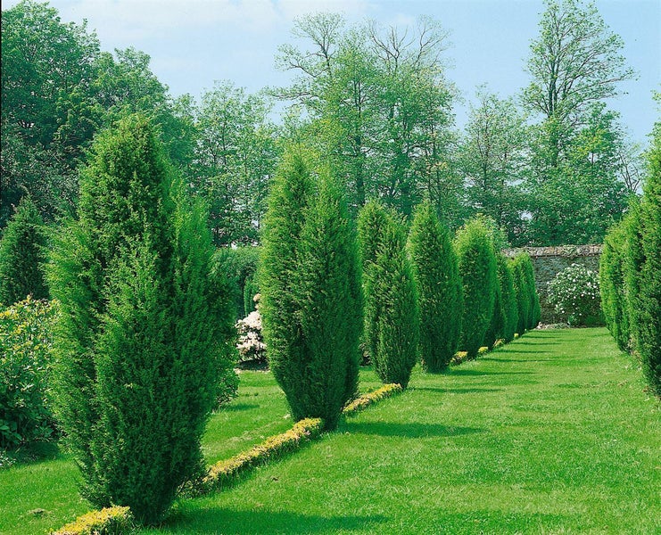 Reihe von Säulenzypressen im Garten