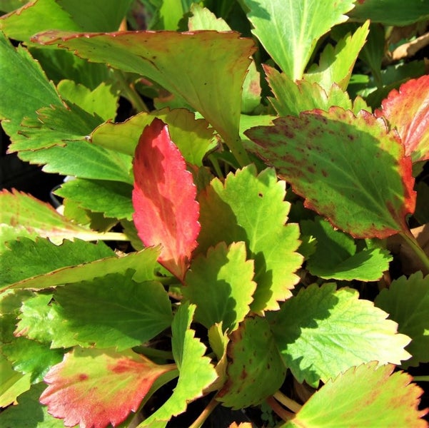 Nahaufnahme einer Bergenie mit grünen Blättern