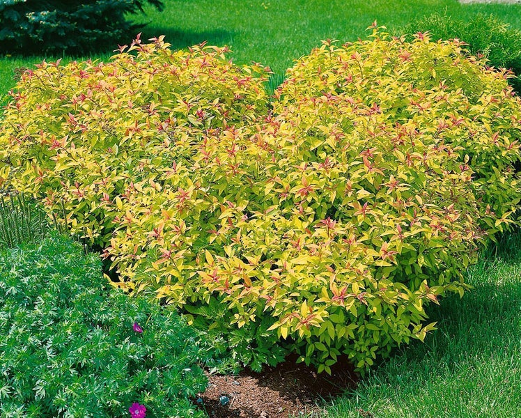 Japanische Prachtspiere Goldflame mit gelbem Laub und rötlichen Triebspitzen in einem Gartenbeet auf einer Rasenfläche.