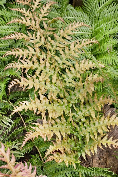 Woodwardia fimbriata, Farn, ca. 9x9 cm Topf