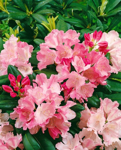 Rhododendron yakushimanum 'Polaris', rosa Blüten, 40–50 cm