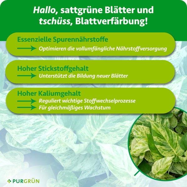 Infografik zu PURGRÜN Dünger für grüne Blätter mit Informationen zu Spurennährstoffen, Stickstoff und Kalium. PURGRÜN Logo.