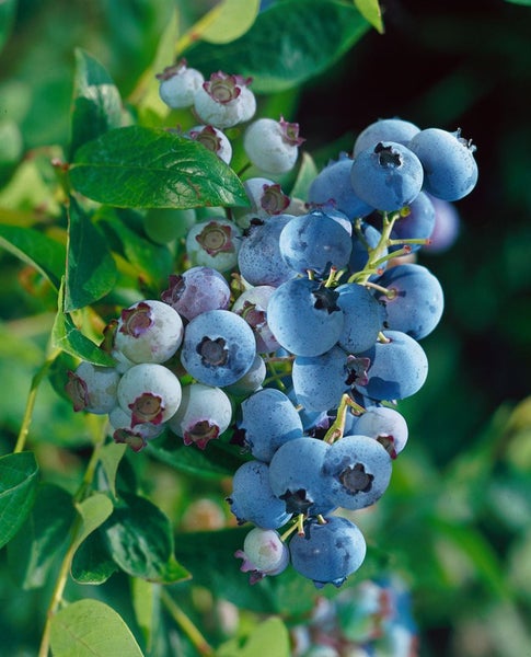 Eine Traube aus frischen Heidelbeeren an einem Strauch mit grünen Blättern.