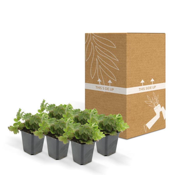 Immergrüner Bodendecker - Golderdbeere - Waldsteinia ternata - 9cm Topf - Set mit 6 Pflanzen