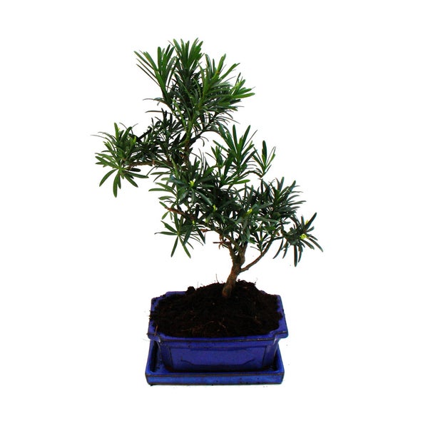 Bonsai Steineibe - Podocarpus macrophyllus - ca. 8 Jahre